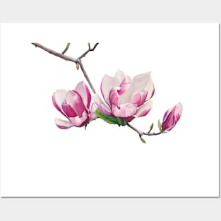 Magnolia branch Posters and Art